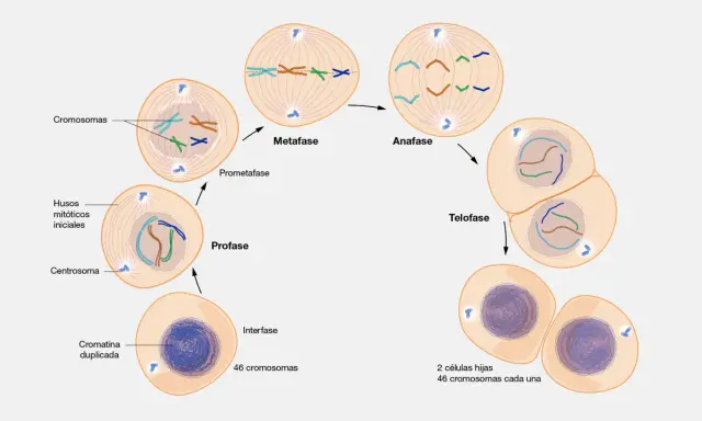 Ilustración de la mitosis: interfase, profase, prometafase, metafase, anafase y telofase, mostrando la división celular.