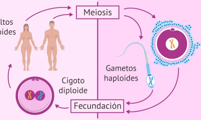 Ciclo de vida humano: adultos diploides pasan por meiosis para formar gametos haploides, que se unen en fecundación para crear un cigoto diploide.