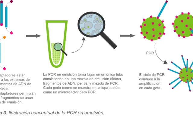 Ilustración conceptual de la PCR en emulsión: fragmentos de ADN con adaptadores se unen a perlas en una emulsión, cada perla actúa como microreactor para amplificación.