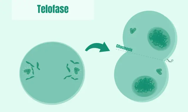 La telofase de la mitosis muestra la división celular con la citocinesis, formando dos células hijas.