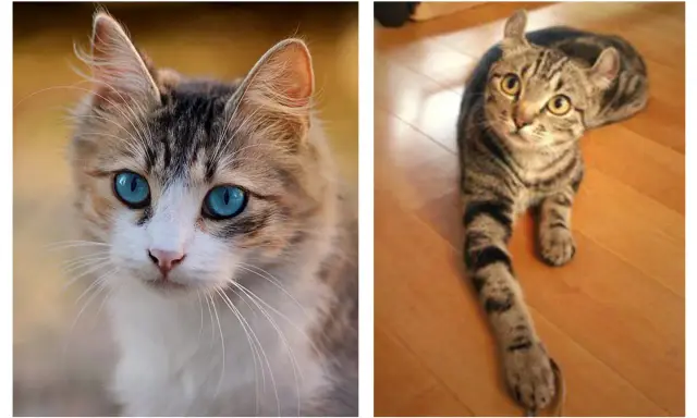 Dos gatos, uno con ojos azules intensos y pelaje atigrado y blanco, el otro atigrado con orejas curiosamente dobladas. Diferencias en el genotipo y fenotipo.