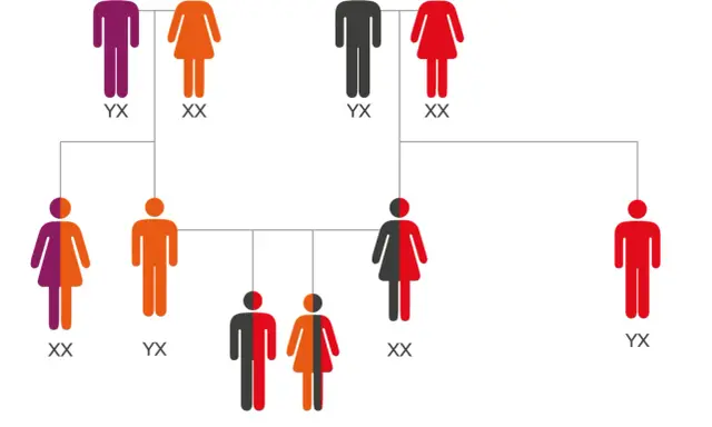 Árbol genealógico que muestra la herencia de rasgos de los bisabuelos. Figuras de personas con colores que representan diferentes combinaciones genéticas.