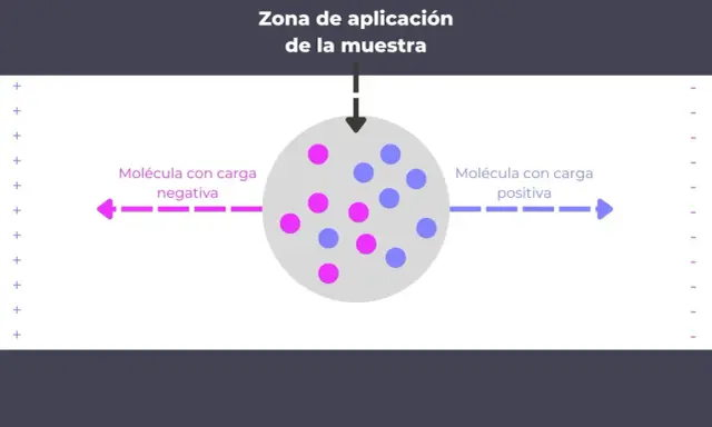 Ilustración que explica que es la electroforesis: moléculas con carga negativa se mueven hacia el polo positivo y las positivas hacia el negativo.