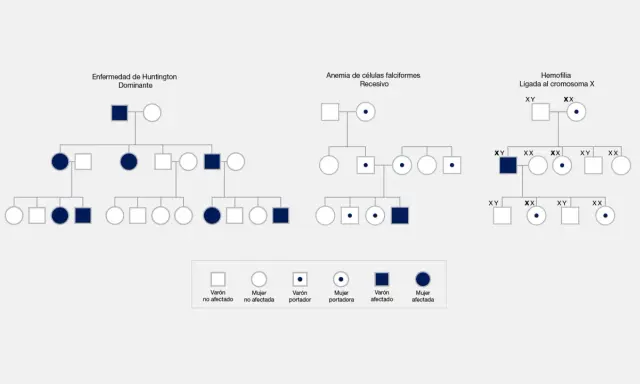 Pedigríes que muestran herencia de Huntington, anemia falciforme y hemofilia, ilustrando hasta que generación se heredan los genes.