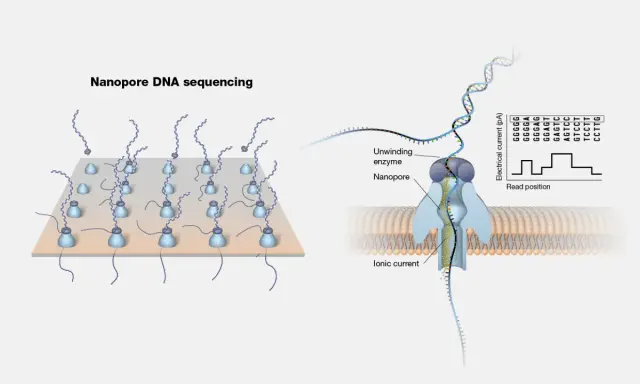 Ilustración de secuenciación por nanoporos: ADN pasa por un nanoporo, generando una corriente iónica que se registra.