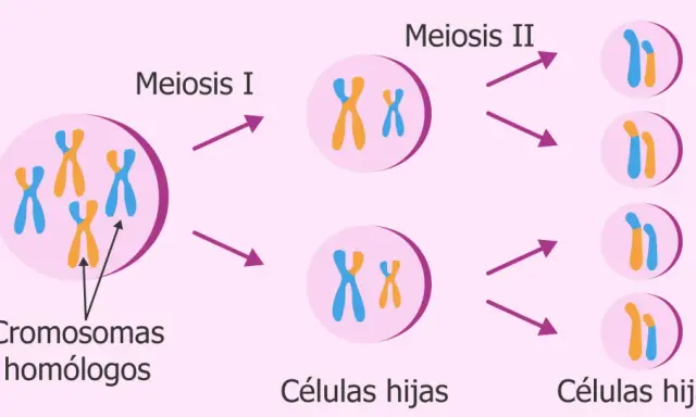 Ilustración de la meiosis I y II. Cromosomas homólogos se separan en la meiosis I, y luego las cromátidas hermanas en la meiosis II, produciendo células hijas.