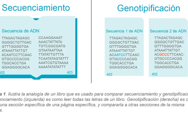 Secuenciamiento y genotipificación comparan secuencias de ADN. La genotipificación resalta diferencias, útil en varios tipos de PCR.
