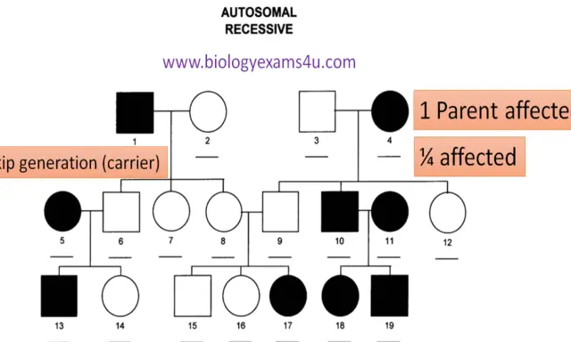 Árbol genealógico que ilustra la herencia autosómica recesiva, mostrando saltos generacionales y portadores.