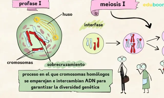 Ilustración de las meiosis fases: profase I con cromosomas y huso, interfase, y la división celular.
