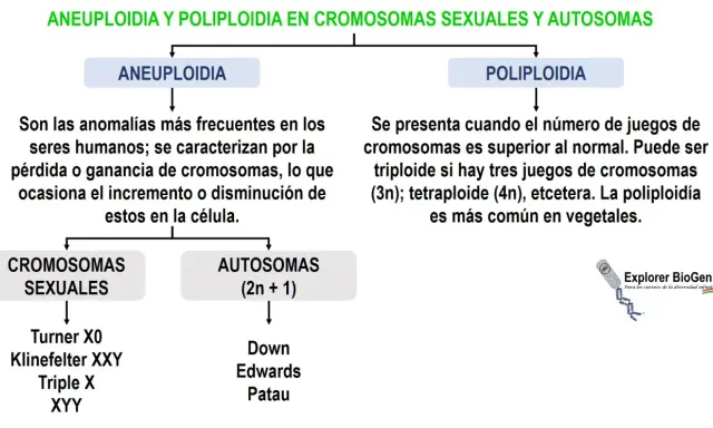 Aneuploidia: anomalías cromosómicas comunes en humanos por ganancia o pérdida de cromosomas. Se diferencia de la poliploidía.