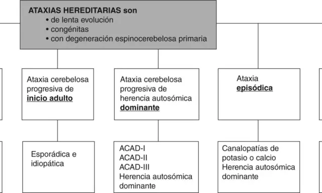 Diagrama de ataxias hereditarias, incluyendo la ataxia de Friedreich, que se hereda de forma recesiva.