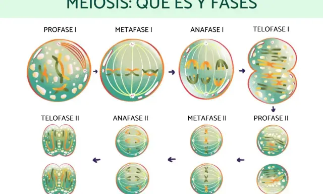 Ilustración de las fases de la meiosis 1 y 2, mostrando la división celular y la formación de gametos.