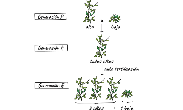 Diagrama de cruce de plantas que ilustra la herencia de genes dominantes y recesivos, mostrando la generación P (alta x baja), F1 (todas altas) y F2 (3 altas, 1 baja).