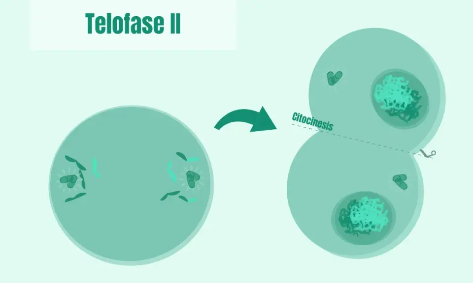 La telofase II muestra la división celular con cromosomas en polos opuestos y citocinesis, formando dos células hijas.