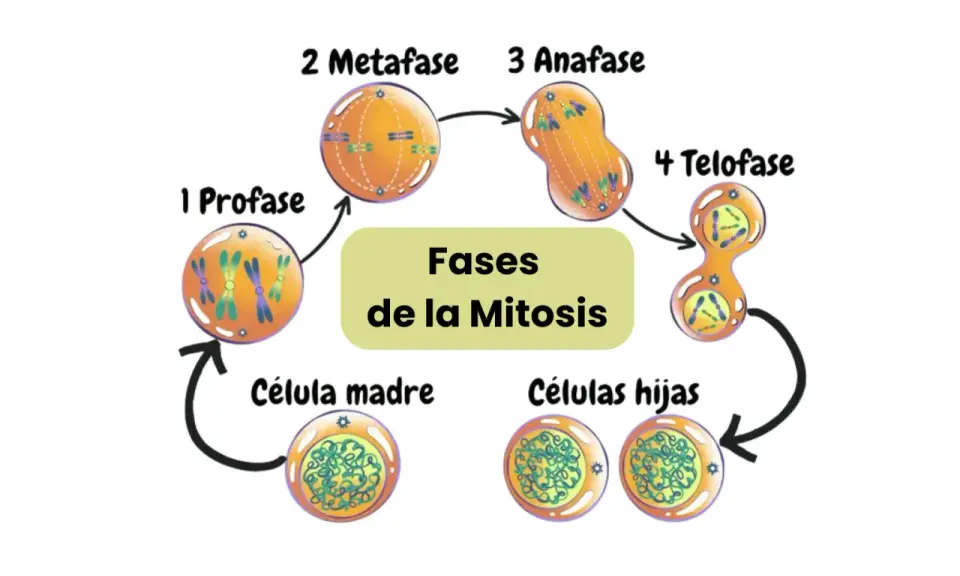 Diagrama del ciclo celular mostrando las fases de la mitosis: profase, metafase, anafase y telofase, culminando en células hijas.