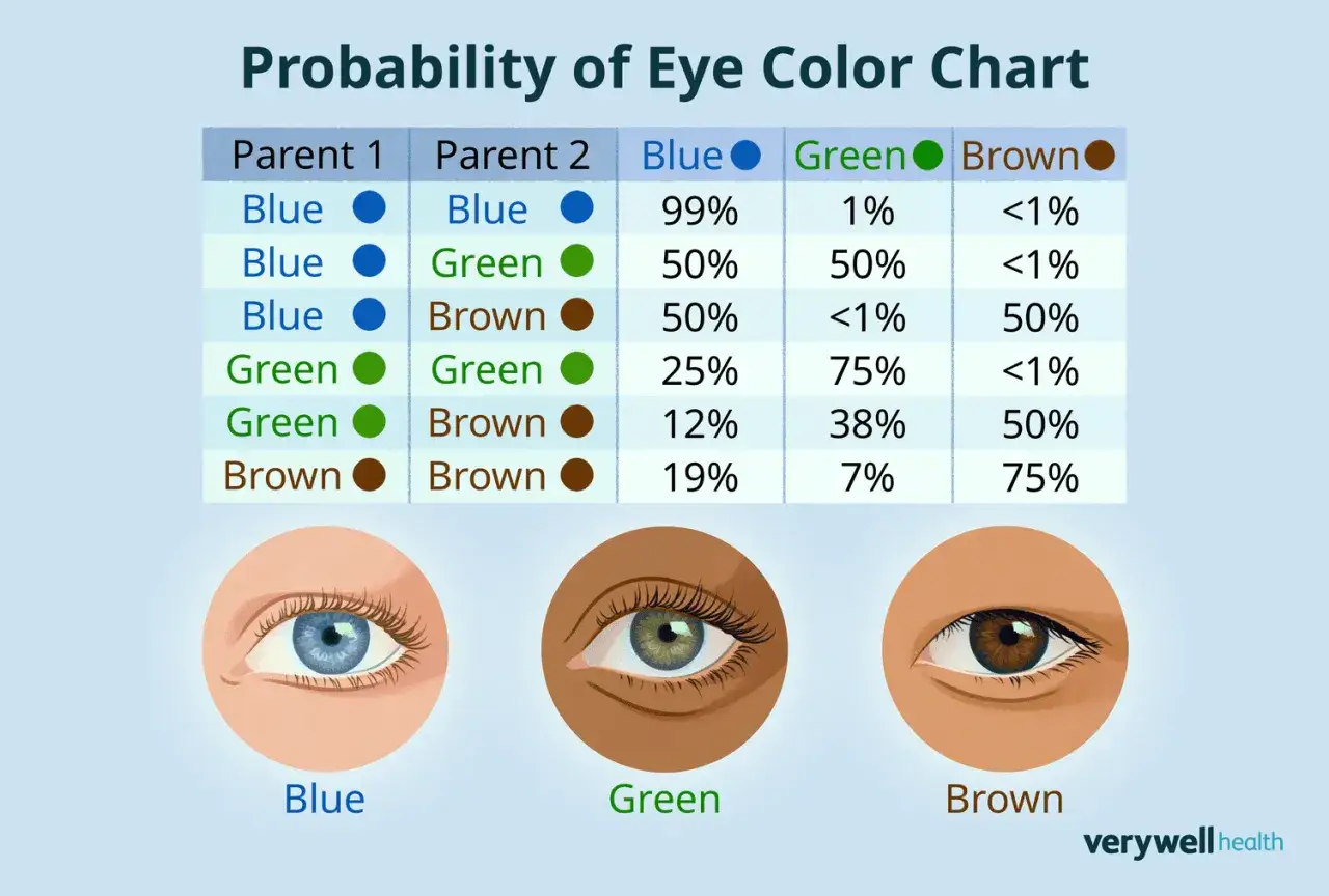 Gr&aacute;fico de probabilidad de color de ojos. Un padre ojos azules y madre ojos marrones tienen 50% de probabilidad de tener un hijo con ojos marrones.