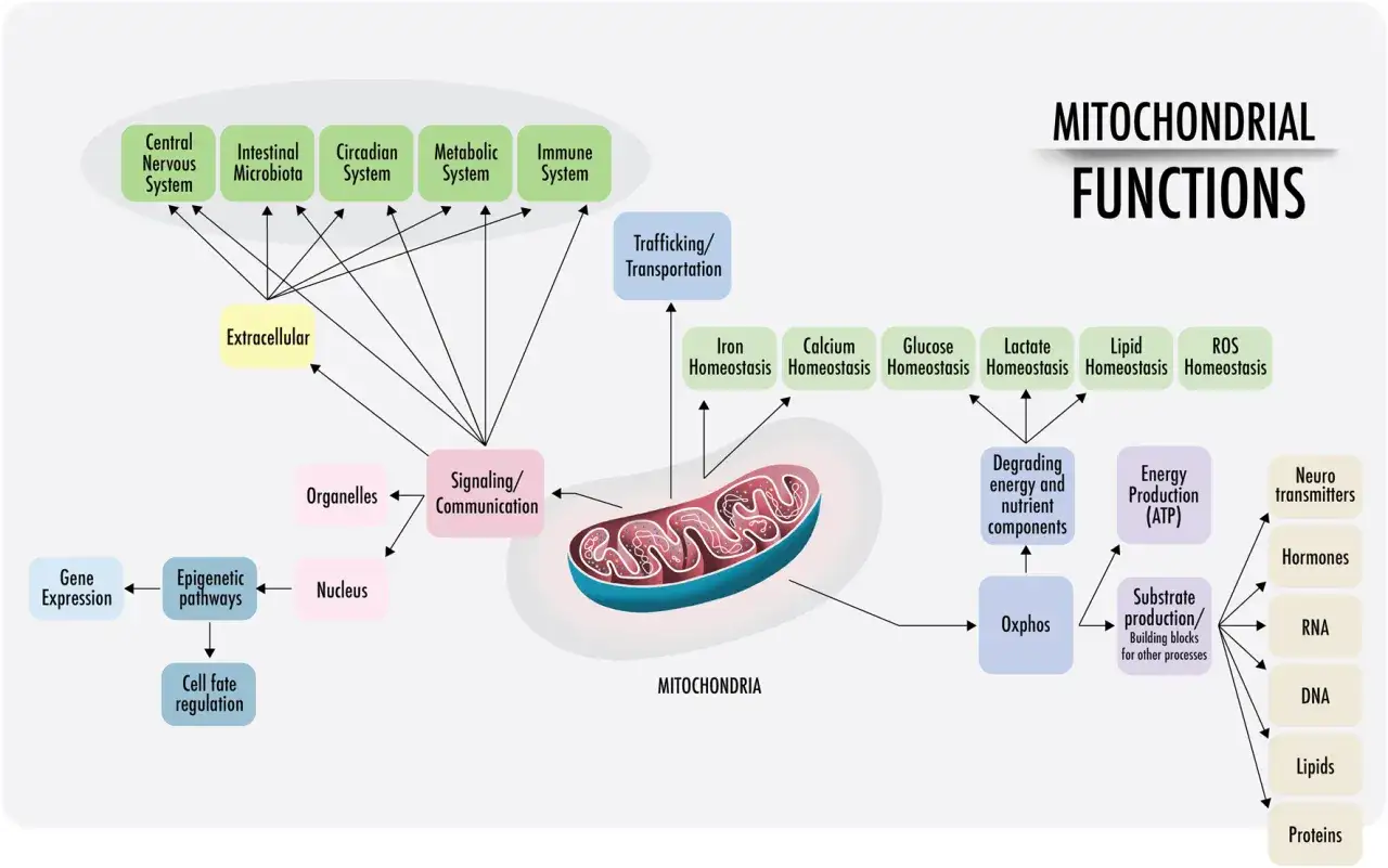 Diagrama de funciones mitocondriales: regula el metabolismo, la producci&oacute;n de ATP y la homeostasis de nutrientes, interactuando con sistemas corporales.