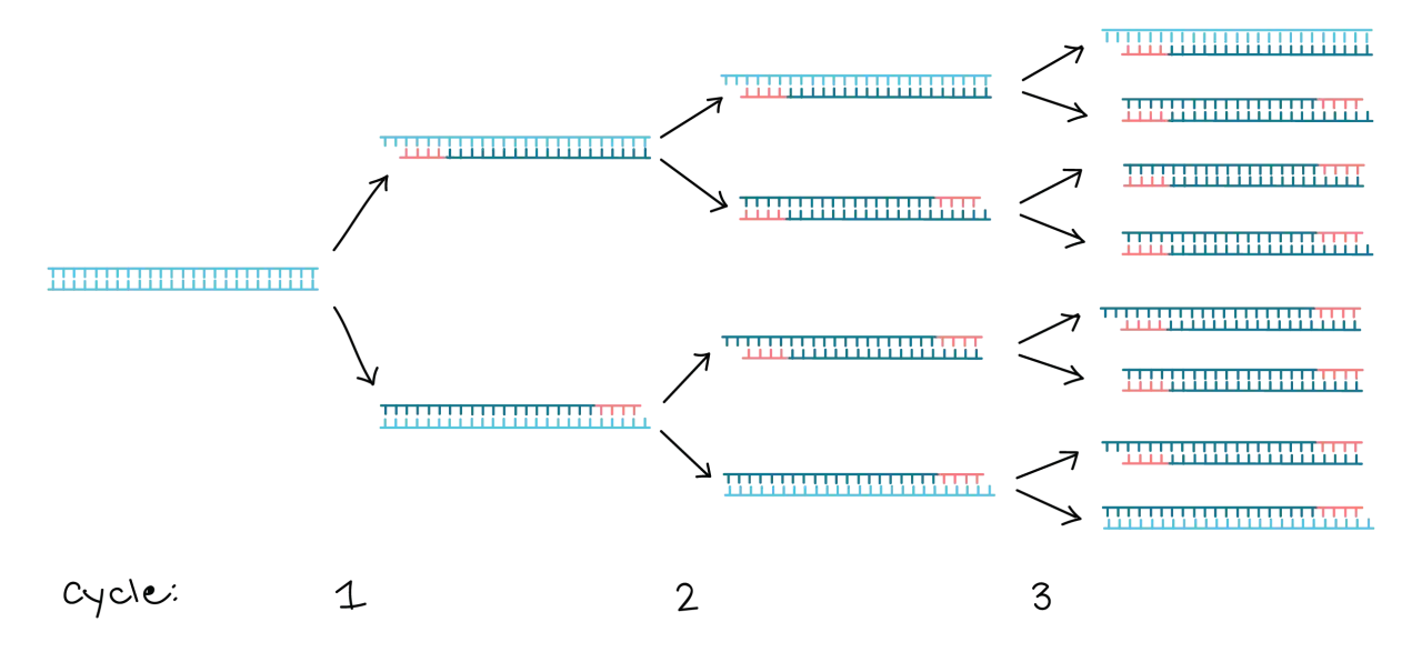 Ilustraci&oacute;n del esquema PCR mostrando la amplificaci&oacute;n exponencial de ADN a trav&eacute;s de ciclos.