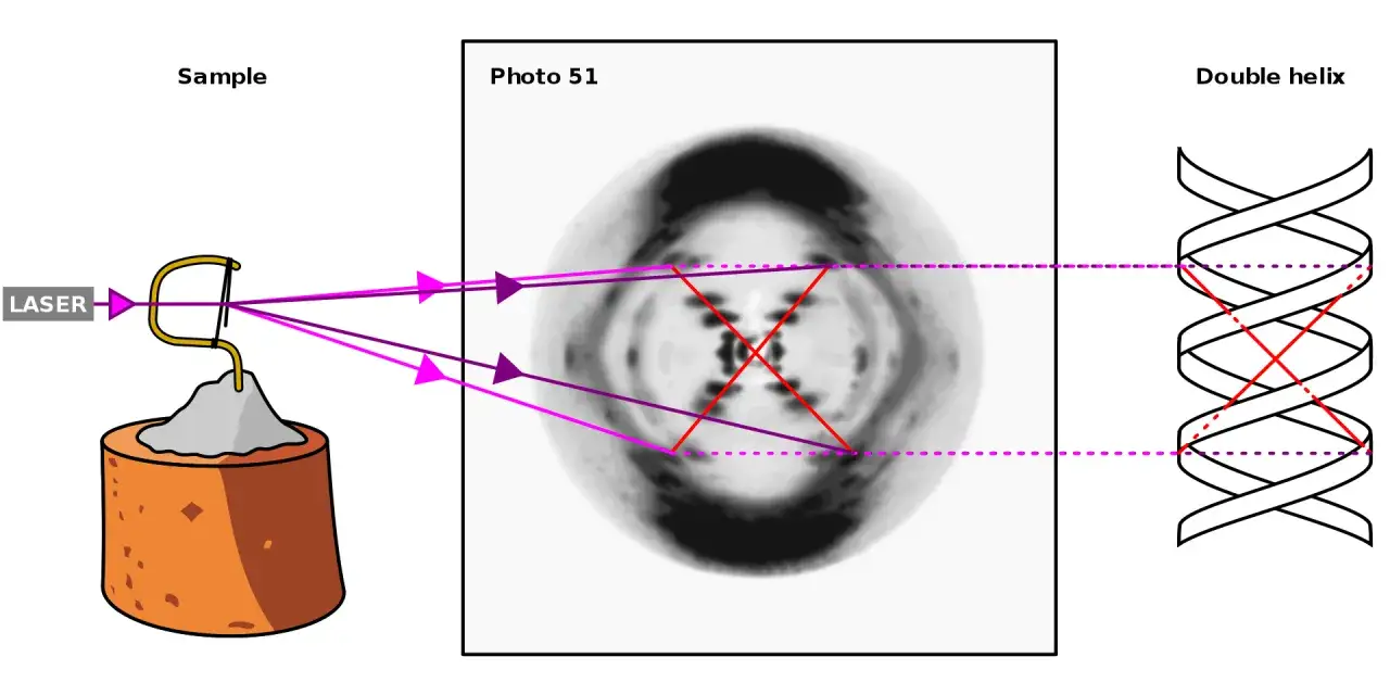 La foto 51, clave para que James Watson y Francis Crick descubrieran la doble hélice del ADN.