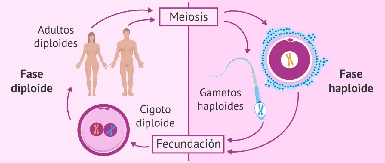 Ciclo de vida humano: adultos diploides, meiosis, gametos haploides (incluyendo el cromosoma Y en el espermatozoide), fecundación y cigoto diploide.
