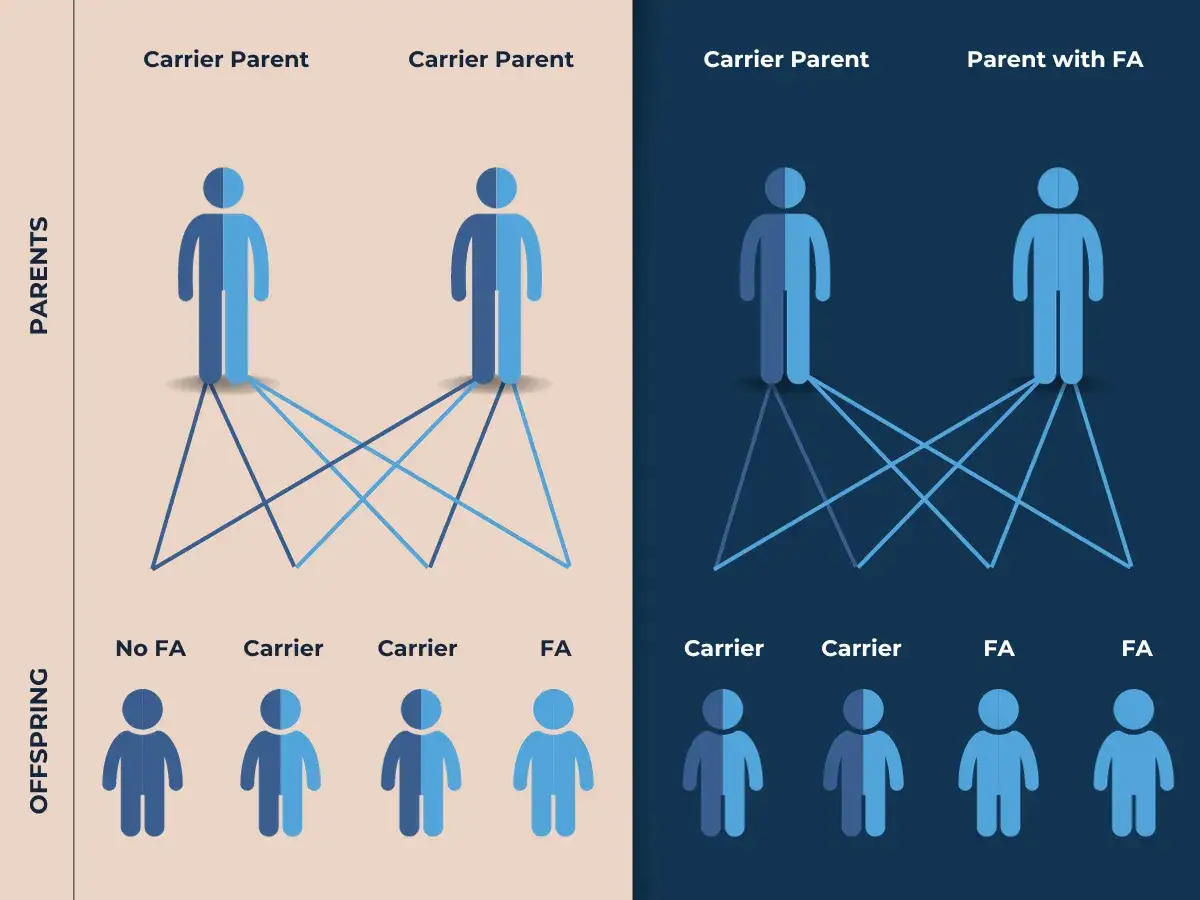 Diagrama de herencia de la ataxia de Friedreich (FA). Muestra cómo dos padres portadores pueden tener hijos sin FA, portadores o con FA.
