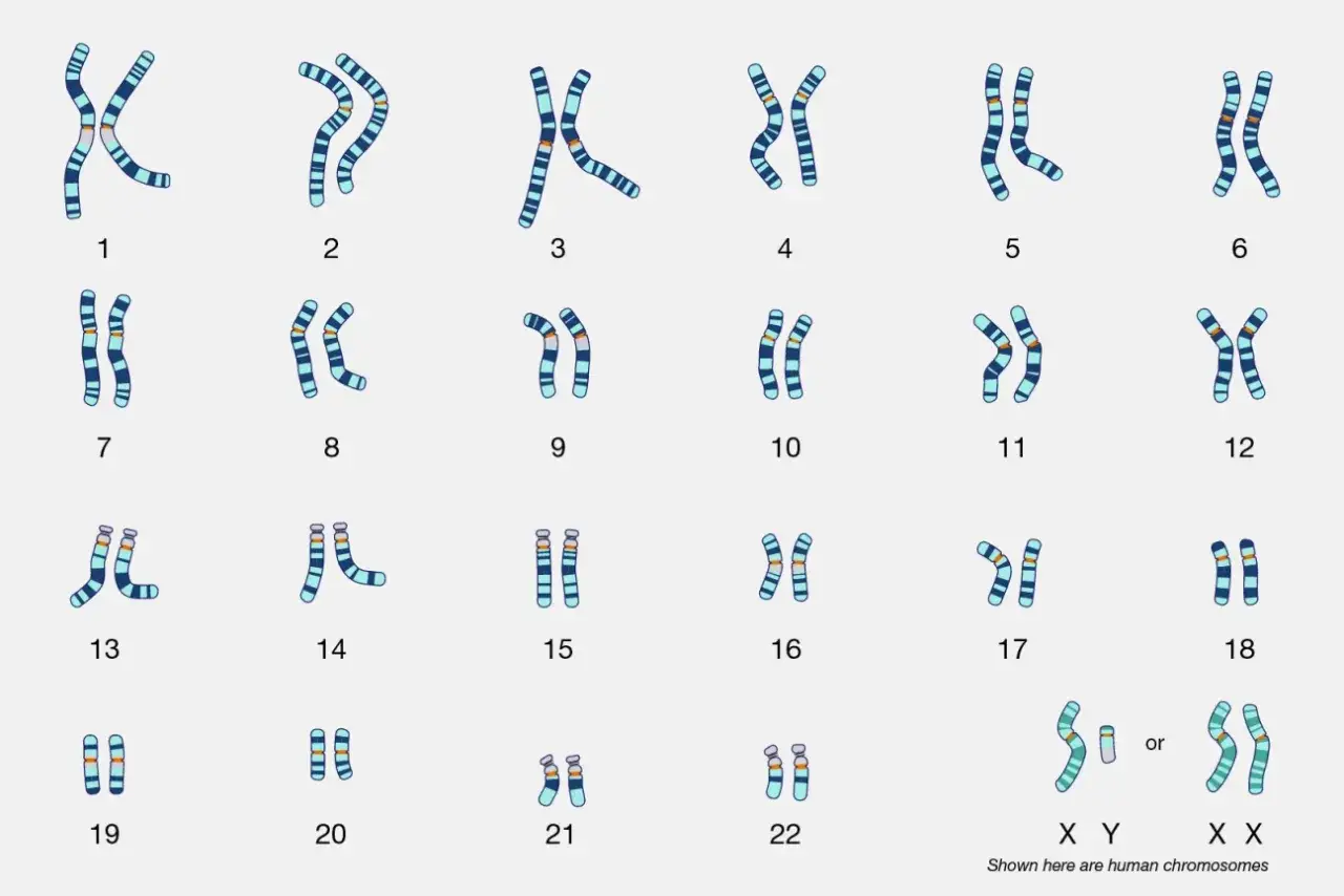 Cariotipo humano femenino, mostrando los 23 pares de cromosomas, incluyendo los cromosomas sexuales XX.