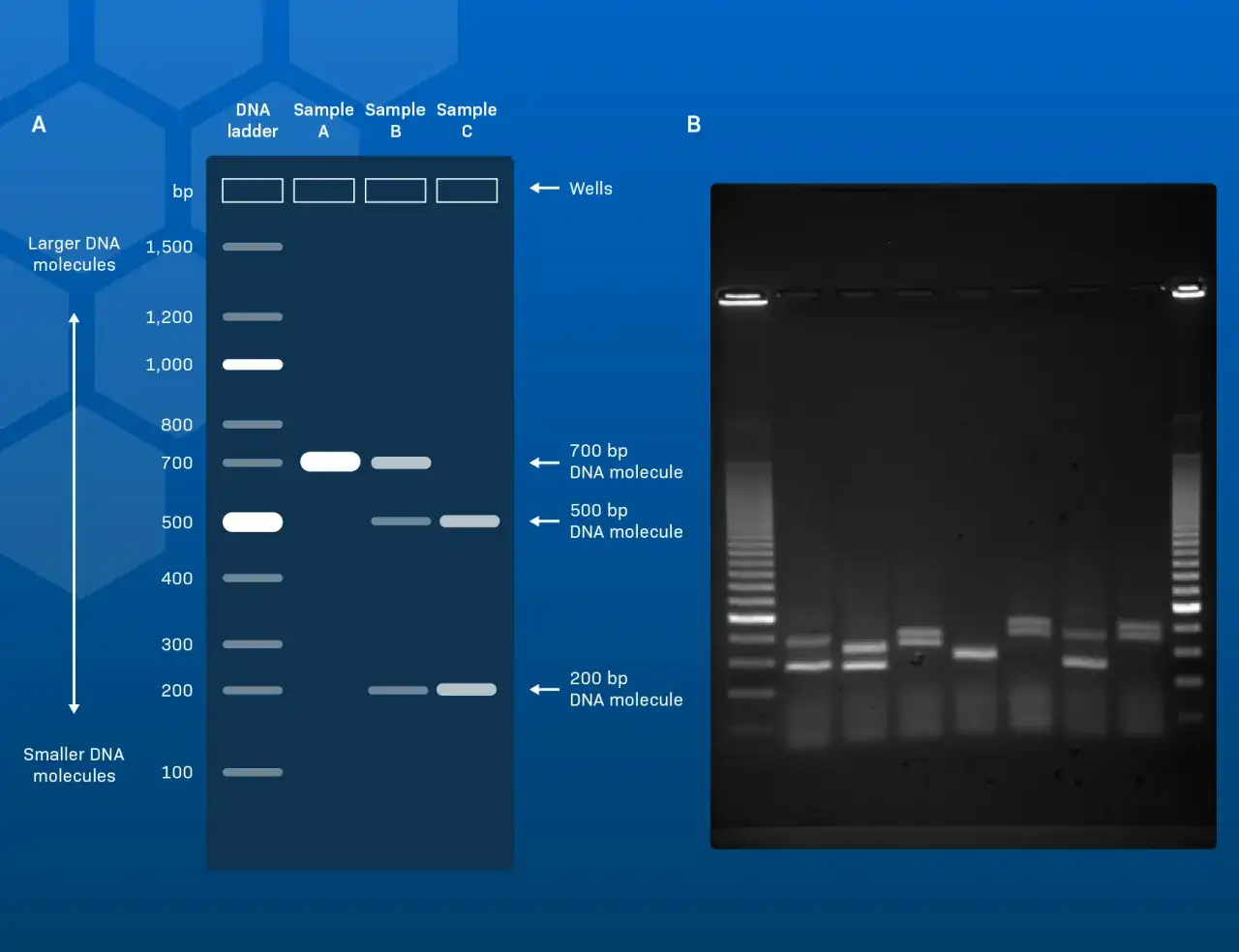 Diagrama y gel de electroforesis en gel de agarosa: interpretación de bandas de ADN. Muestra un marcador de ADN y tres muestras, comparando tamaños moleculares.