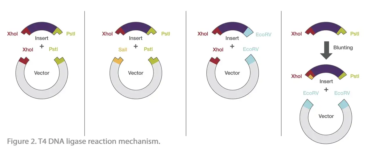 Ilustraci&oacute;n del mecanismo de reacci&oacute;n de adn ligasas, mostrando c&oacute;mo se unen fragmentos de ADN a un vector.