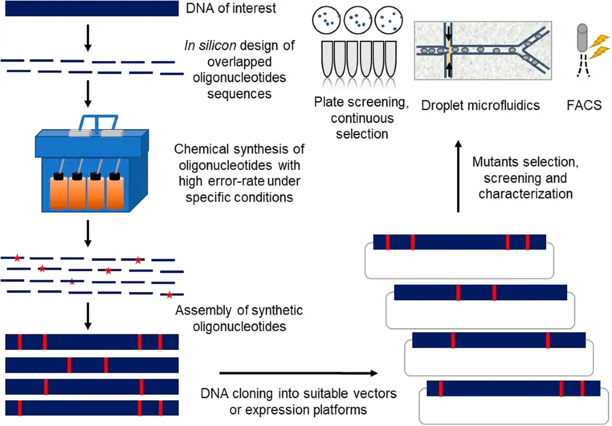 Diagrama de un proceso de síntesis de ADN, similar a la teoría sintética de la evolución, que incluye diseño in silico, síntesis química, ensamblaje y clonación.
