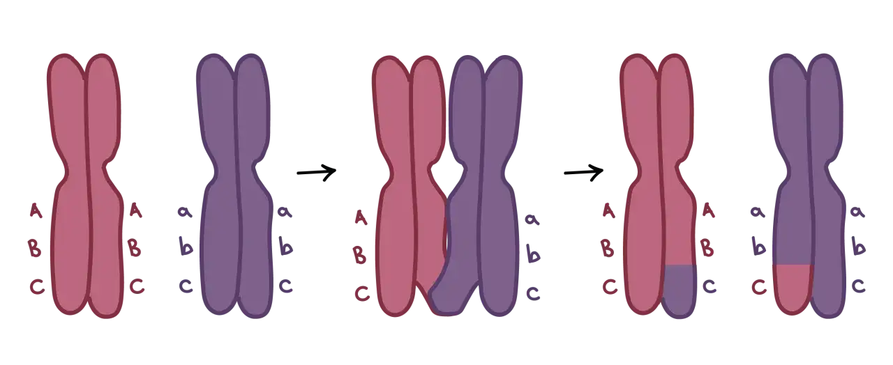 Cromosomas emparejados y luego separados, ilustrando la meiosis 1 y 2 con intercambio gen&eacute;tico.