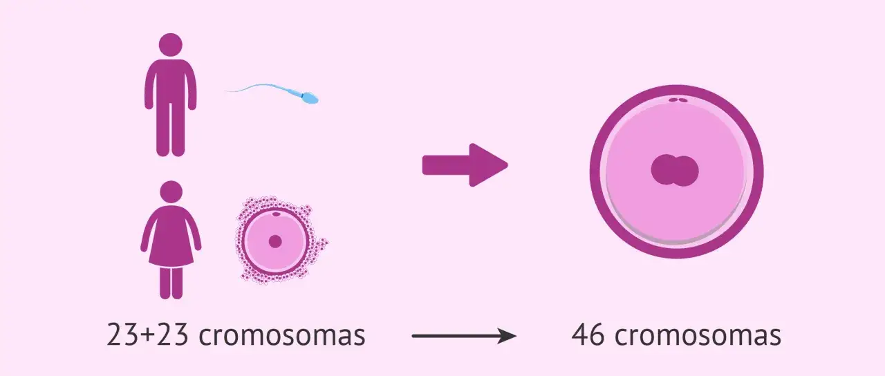Representación de la unión de células sexuales masculinas y femeninas, formando un cigoto con 46 cromosomas.