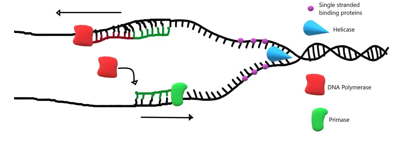 Proceso de replicaci&oacute;n del ADN: la helicasa separa las hebras, las prote&iacute;nas de uni&oacute;n a cadena simple las estabilizan, y la ADN polimerasa y primasa construyen nuevas hebras.