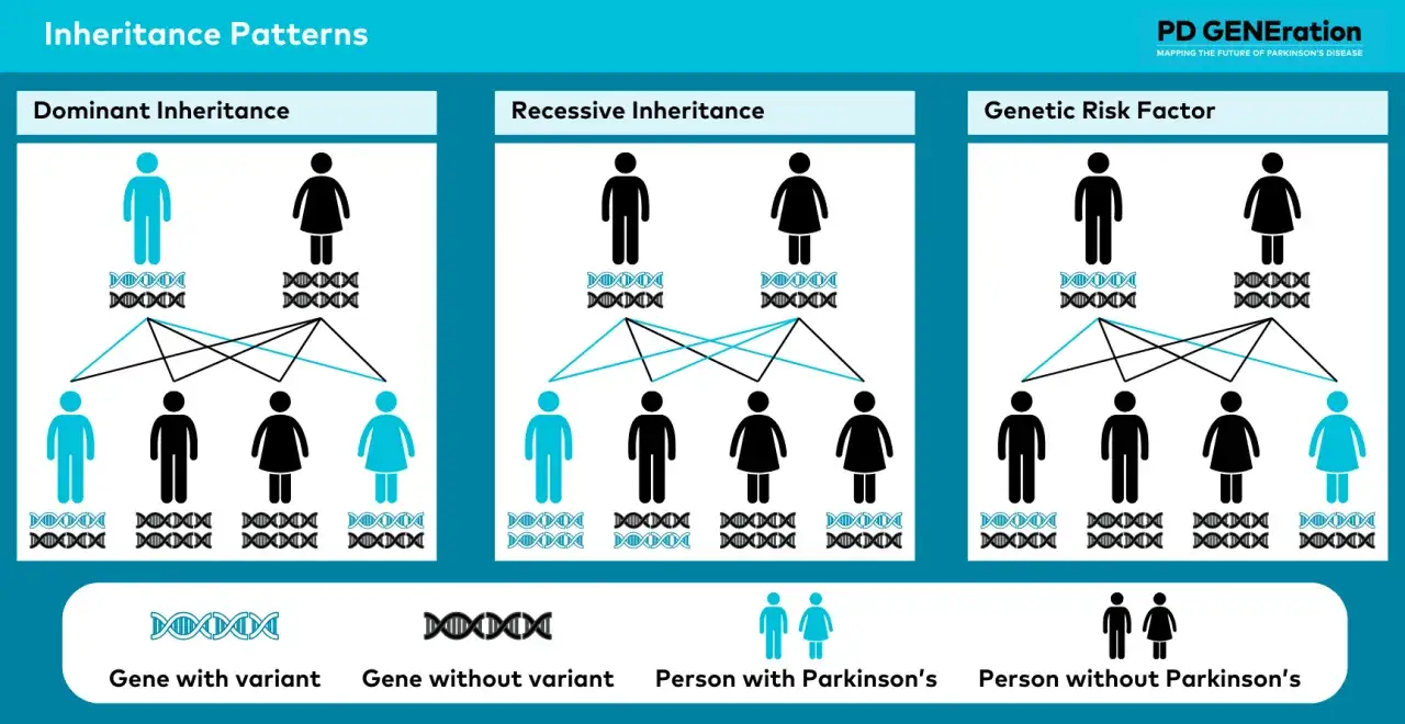 Diagramas de herencia: dominante, recesiva y factor de riesgo gen&eacute;tico, mostrando c&oacute;mo se hereda el parkinson.