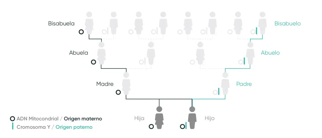 Diagrama de árbol genealógico que ilustra el porcentaje de ADN entre familiares, mostrando el origen materno (ADN mitocondrial) y paterno (cromosoma Y).