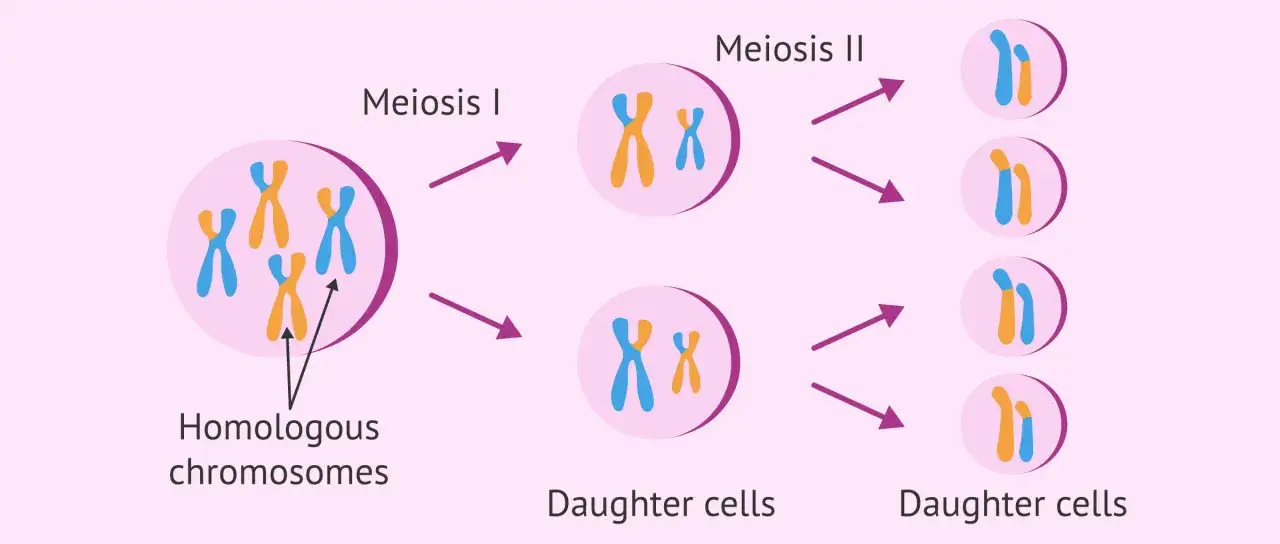Ilustraci&oacute;n de la meiosis, proceso clave para la reproducci&oacute;n sexual gonadal, mostrando la divisi&oacute;n de cromosomas hom&oacute;logos en c&eacute;lulas hijas.