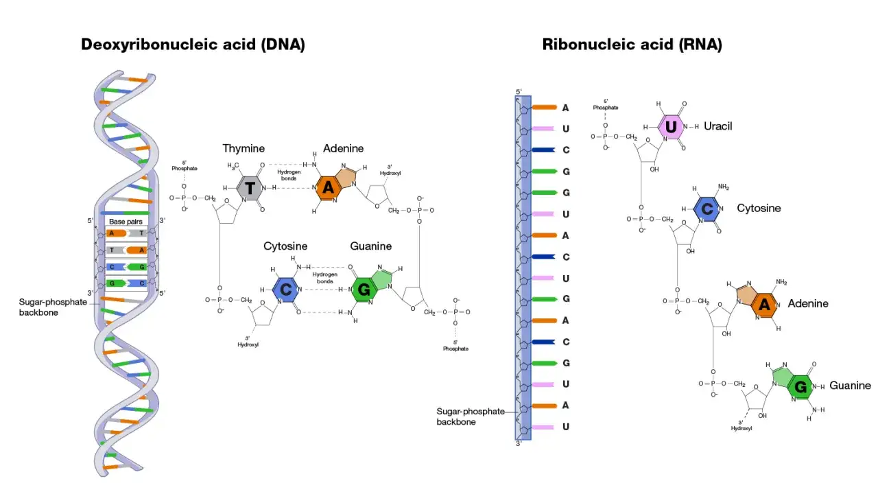 Comparaci&oacute;n de ADN y ARN. El ARN, o &aacute;cido ribonucleico, es una mol&eacute;cula similar al ADN, pero con diferencias clave en su estructura y bases nitrogenadas.
