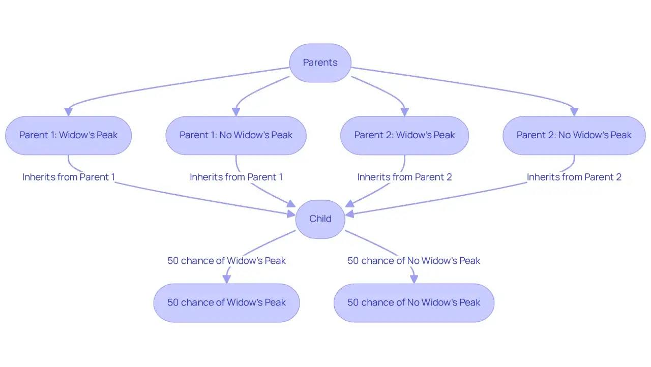Diagrama de herencia del pico de viuda. Muestra cómo un padre con pico de viuda dominante o recesivo puede transmitir el rasgo a su hijo, con un 50% de probabilidad.