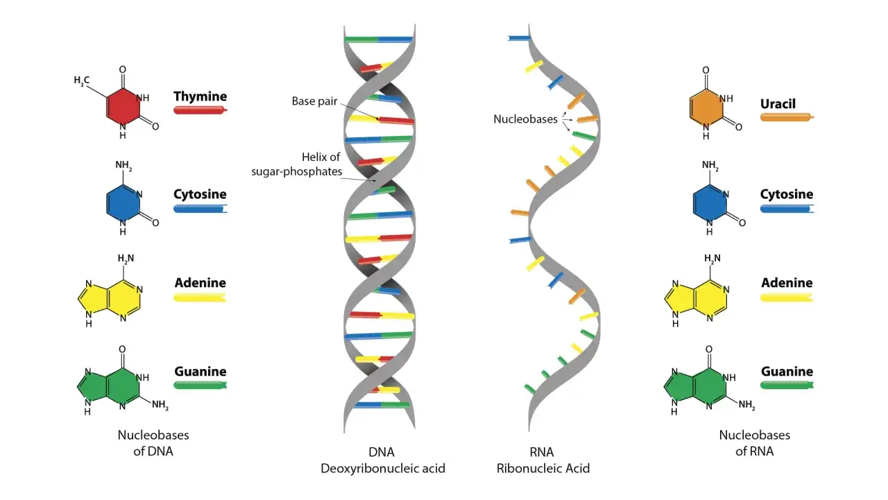 La mol&eacute;cula de la vida: ADN y ARN, mostrando sus bases nitrogenadas (Adenina, Guanina, Citosina, Timina y Uracilo) y su estructura helicoidal.