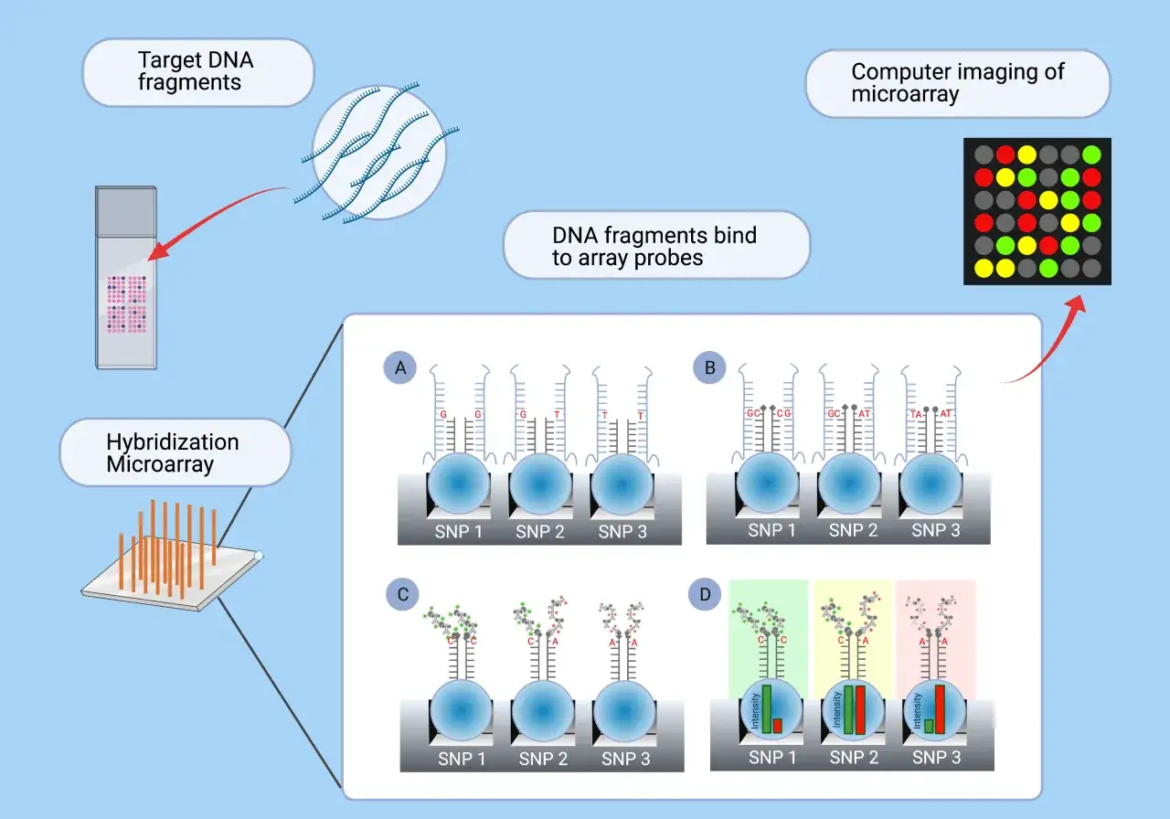 Proceso de análisis de SNP en microarrays: fragmentos de ADN se unen a sondas, se visualiza la hibridación y se obtienen imágenes computarizadas.