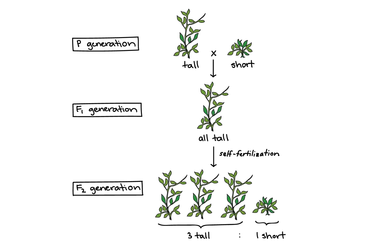 Diagrama de los guisantes de Mendel: cruce de plantas altas y cortas (generación P), todas altas (generación F1), y luego 3 altas por 1 corta (generación F2).