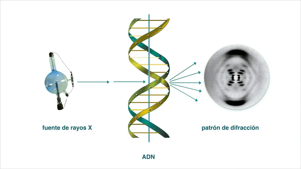 La historia del ADN se revela con rayos X. Una fuente emite rayos que impactan el ADN, generando un patr&oacute;n de difracci&oacute;n que desvela su estructura.