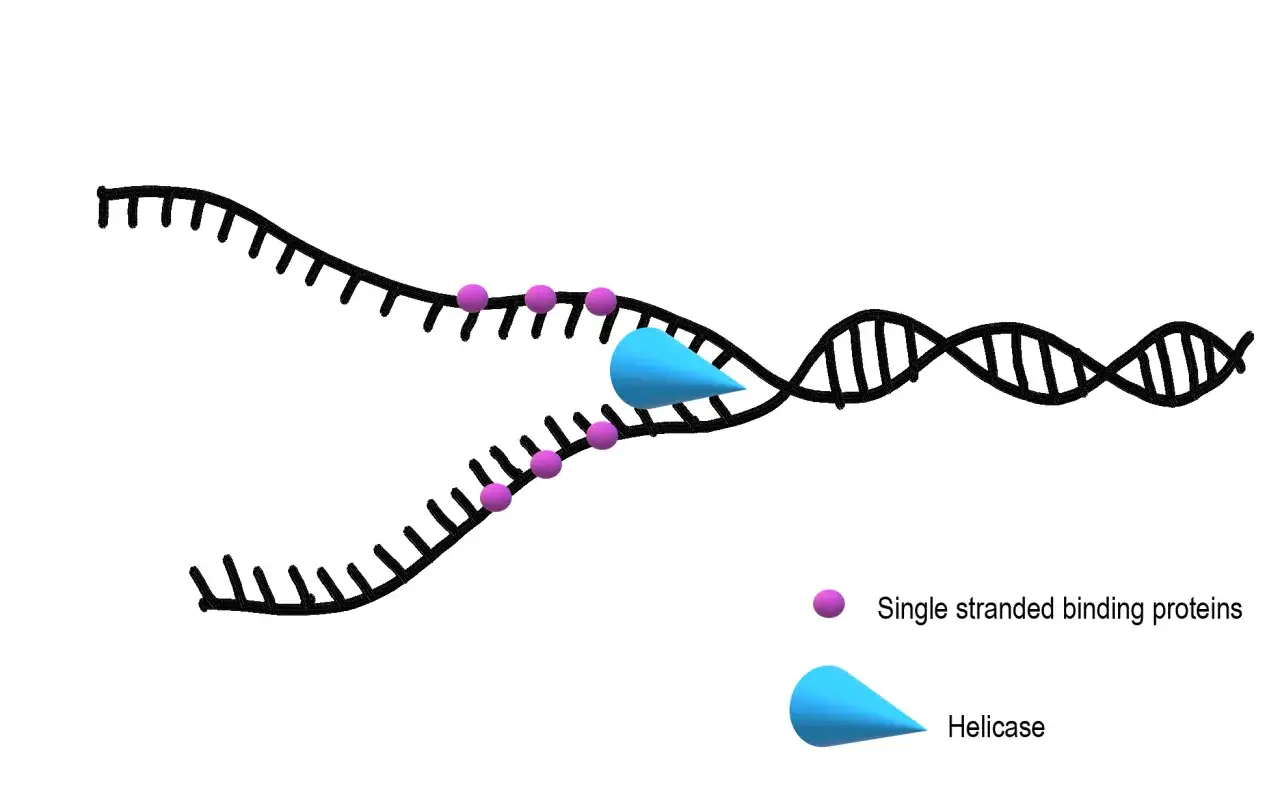 La helicasa abre la doble h&eacute;lice de ADN, formando una burbuja de replicaci&oacute;n. Prote&iacute;nas de uni&oacute;n a cadena simple (p&uacute;rpura) estabilizan las hebras separadas.