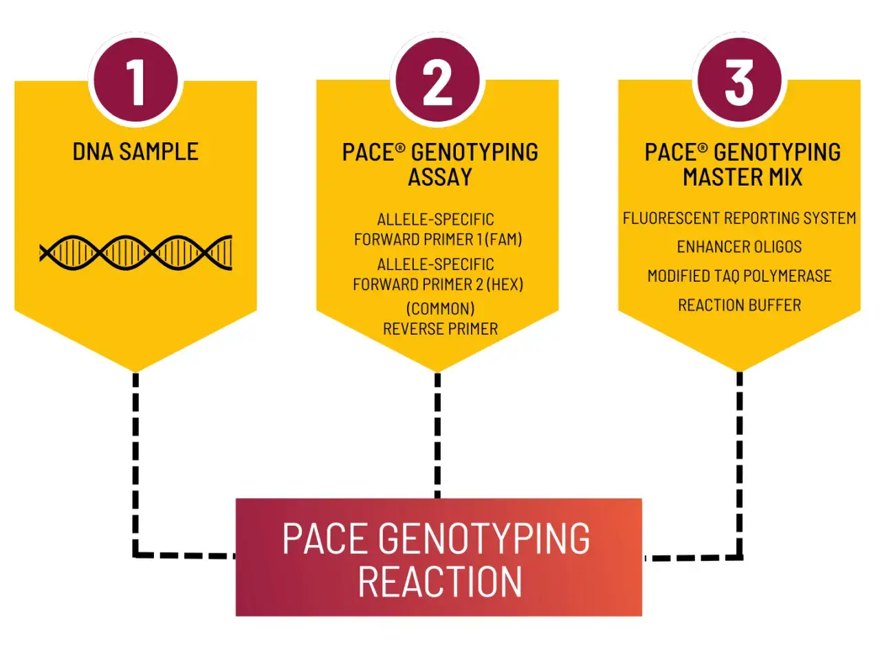Diagrama de la reacci&oacute;n de genotipado PACE: muestra una muestra de ADN, un ensayo de genotipado con cebadores espec&iacute;ficos de alelos y una mezcla maestra de genotipado con sistemas de reporte fluorescente. Esto es clave para entender qu&eacute; es SNP.