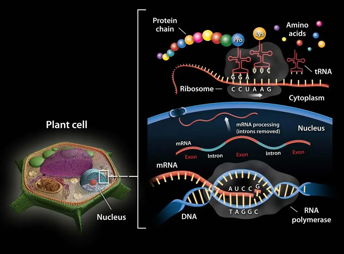 Proceso de transcripci&oacute;n y traducci&oacute;n en una c&eacute;lula vegetal. El ADN se transcribe a ARN mensajero (ARNm) en el n&uacute;cleo. El ARNm procesado viaja al citoplasma, donde el ribosoma, con ayuda del ARN de transferencia (ARNt), sintetiza una cadena de amino&aacute;ci...