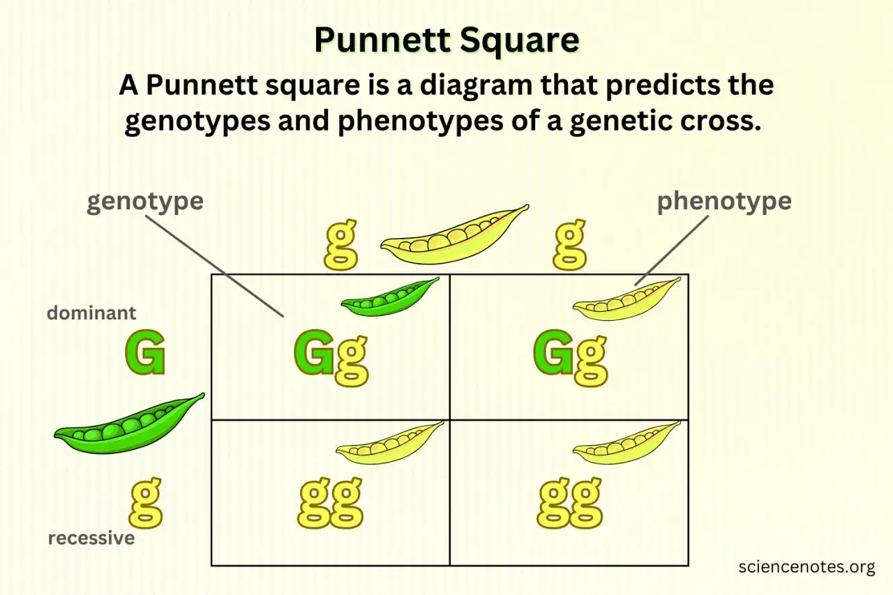 Cuadrado de Punnett que muestra genotipo y fenotipo de guisantes. Predice combinaciones genéticas y rasgos observables.