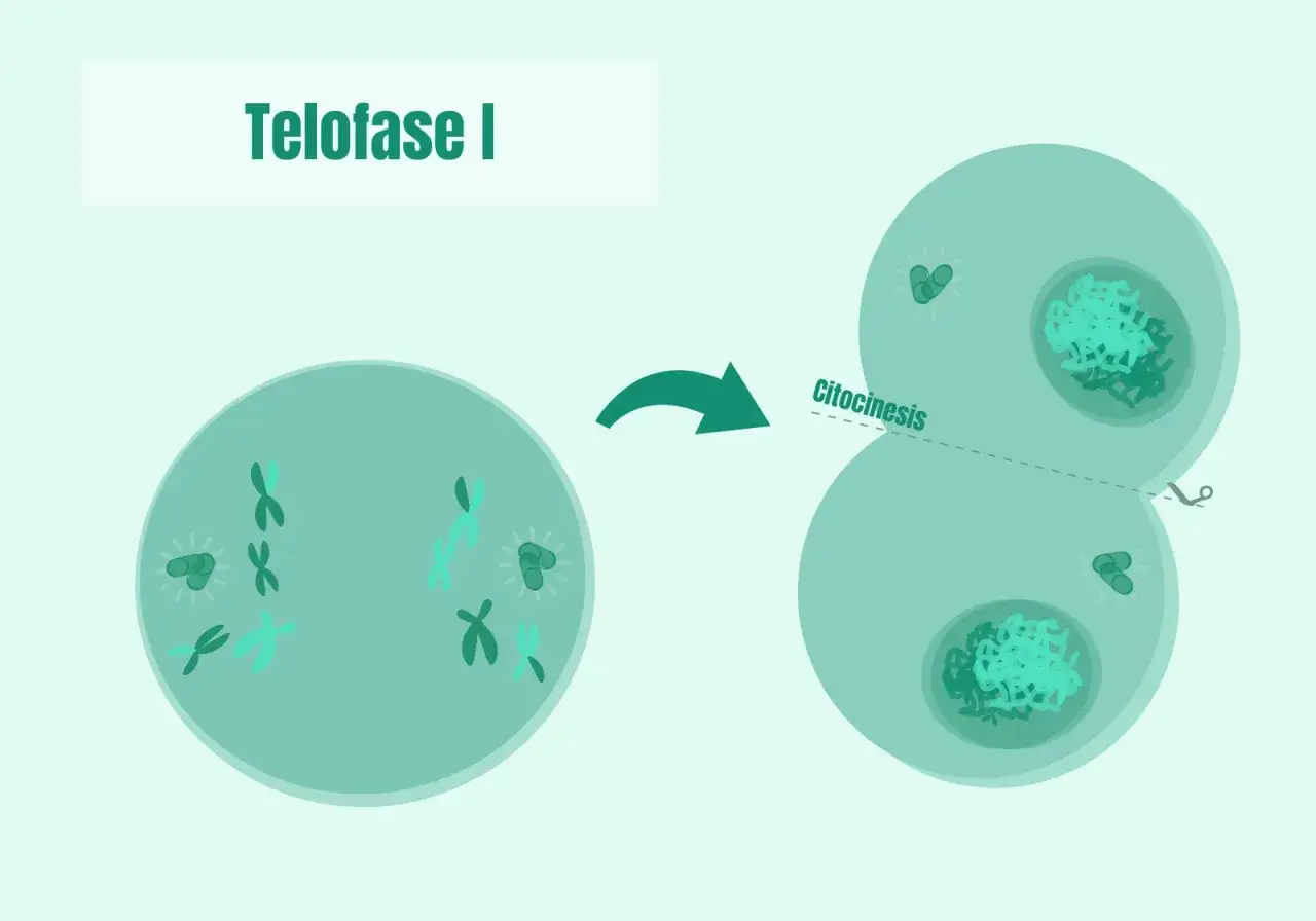 La telofase I muestra la divisi&oacute;n celular con cromosomas en polos opuestos y el inicio de la citocinesis, formando dos c&eacute;lulas hijas.