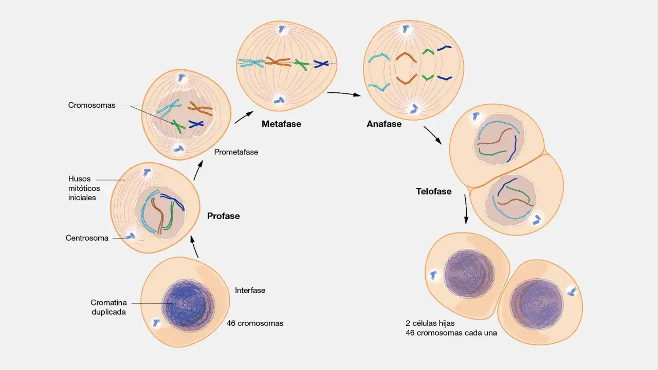 La telofase de la mitosis muestra dos c&eacute;lulas hijas form&aacute;ndose, cada una con su propio n&uacute;cleo y cromosomas reorganizados.
