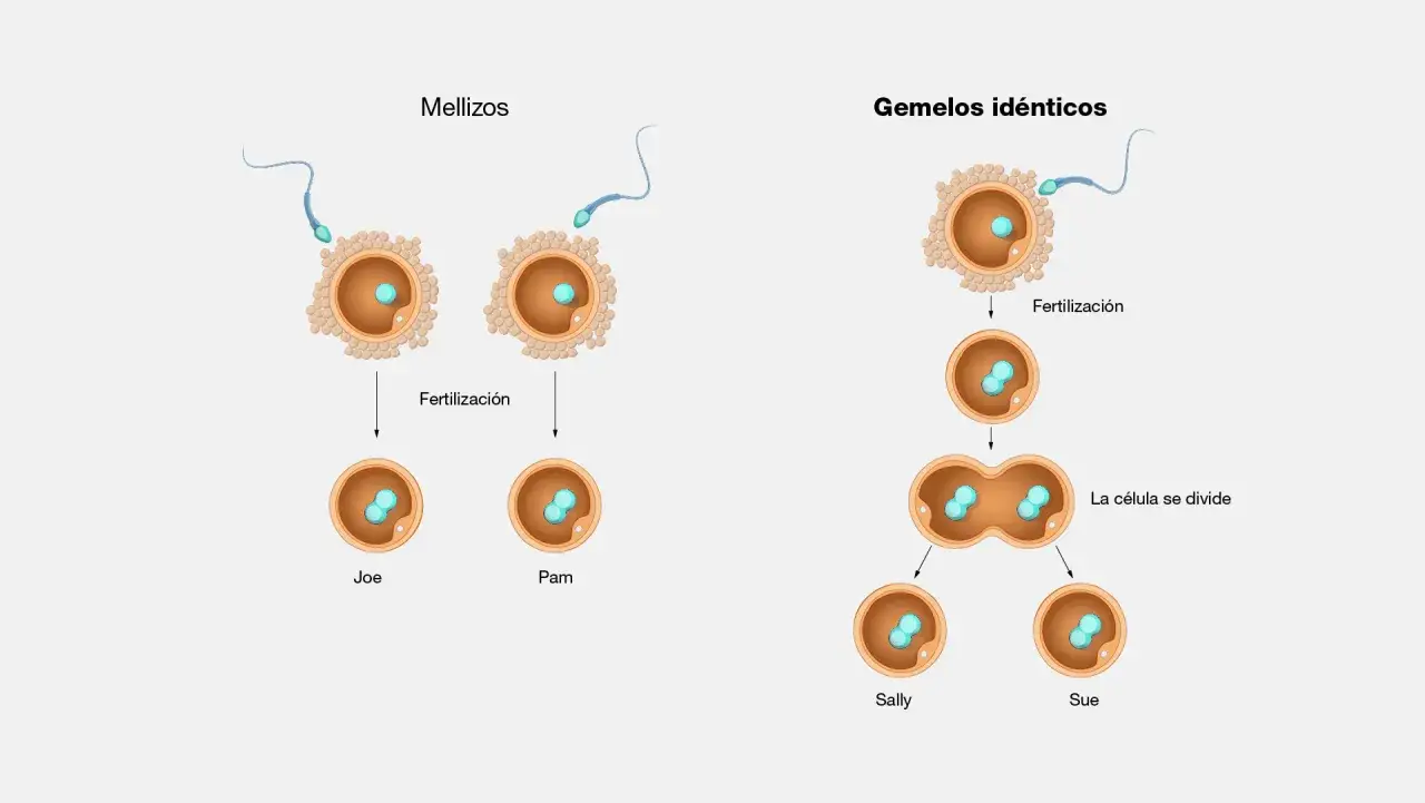La fertilizaci&oacute;n de dos &oacute;vulos por dos espermatozoides crea mellizos. La divisi&oacute;n de un &oacute;vulo fertilizado crea gemelos id&eacute;nticos. Tener gemelos depende del hombre o de la mujer.