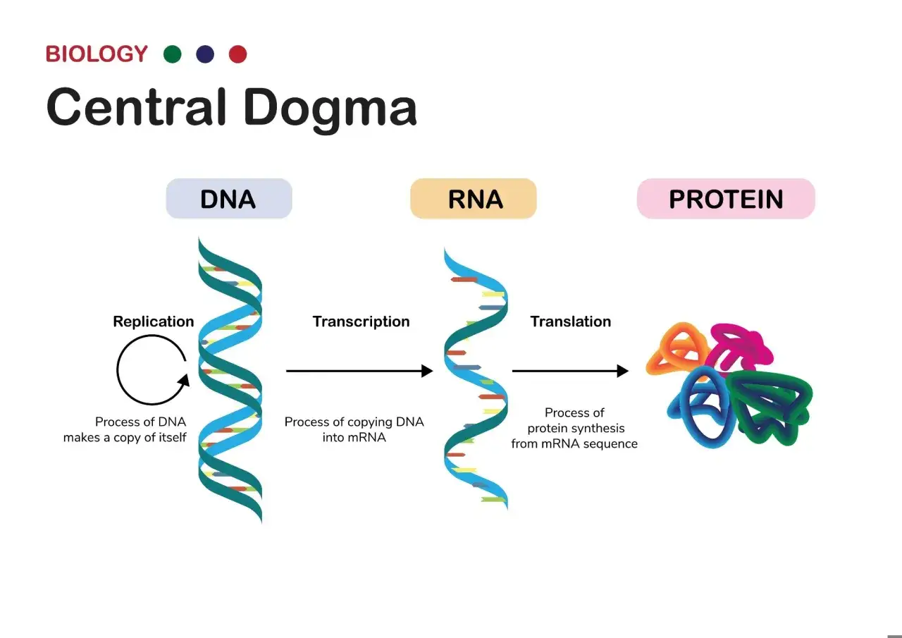 Diagrama del dogma central de la biolog&iacute;a: el ADN se replica, se transcribe a ARN y se traduce a prote&iacute;nas.
