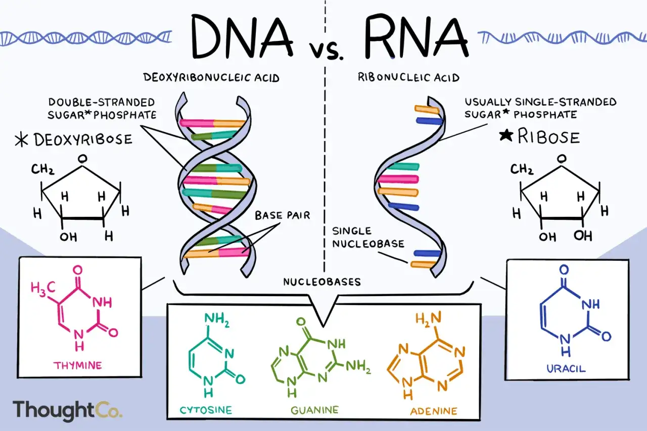 Comparaci&oacute;n de la estructura del adn y arn: doble h&eacute;lice vs. h&eacute;lice simple, desoxirribosa vs. ribosa y bases nitrogenadas.